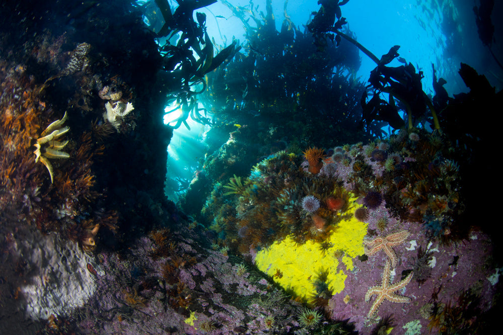 Landscape Kelp Forest Prints