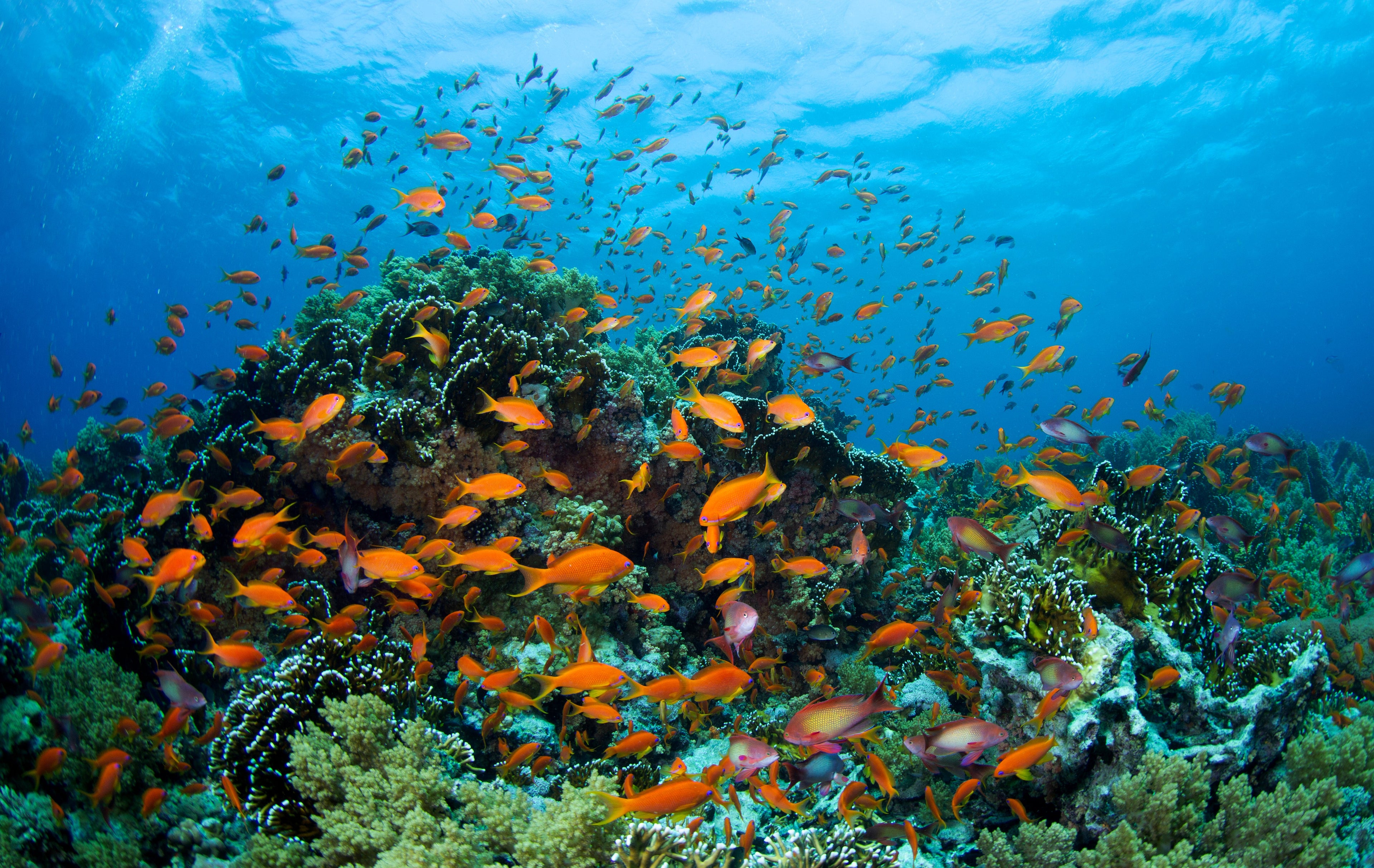 Landscape Underwater Images