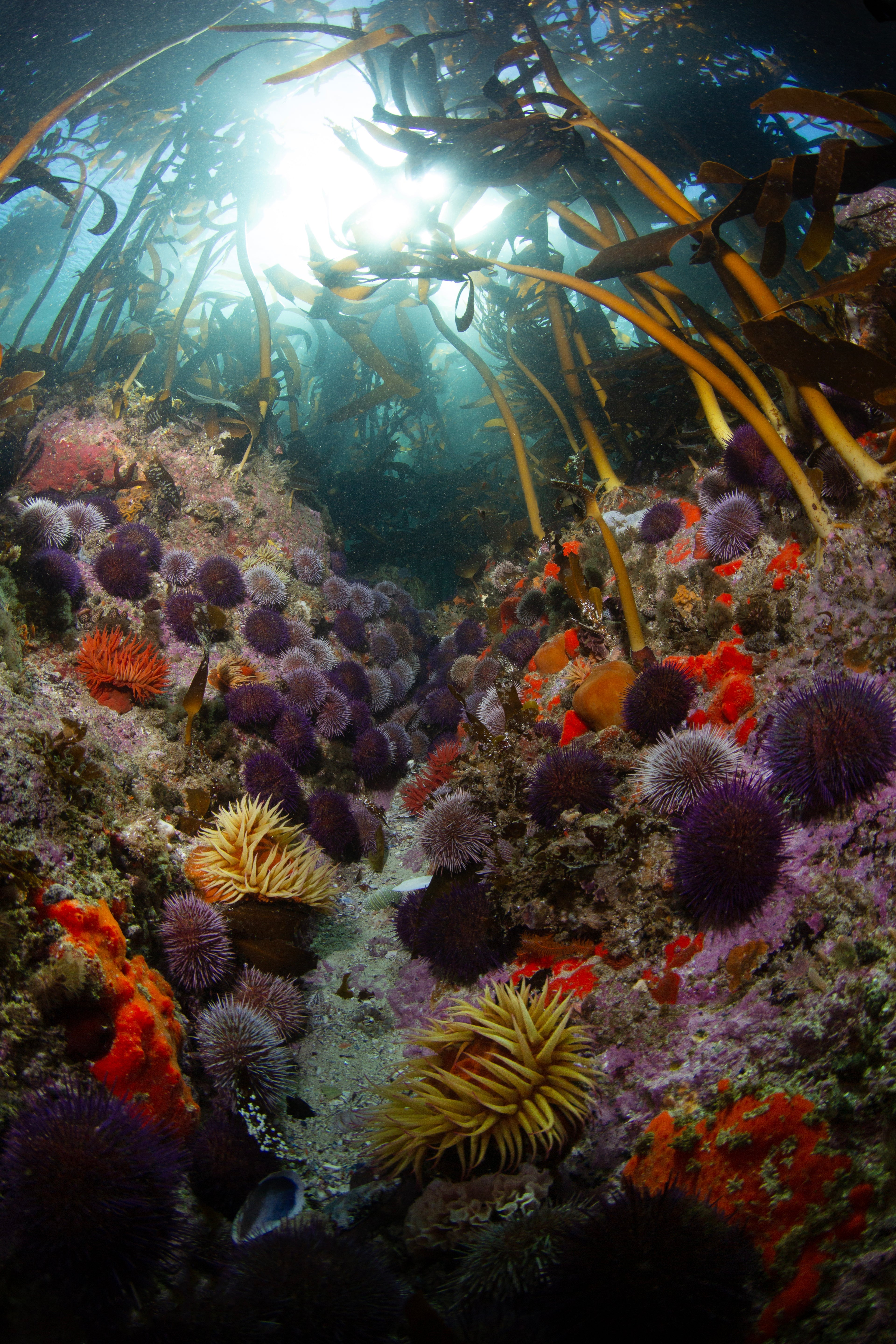 Portrait Kelp Forest Prints