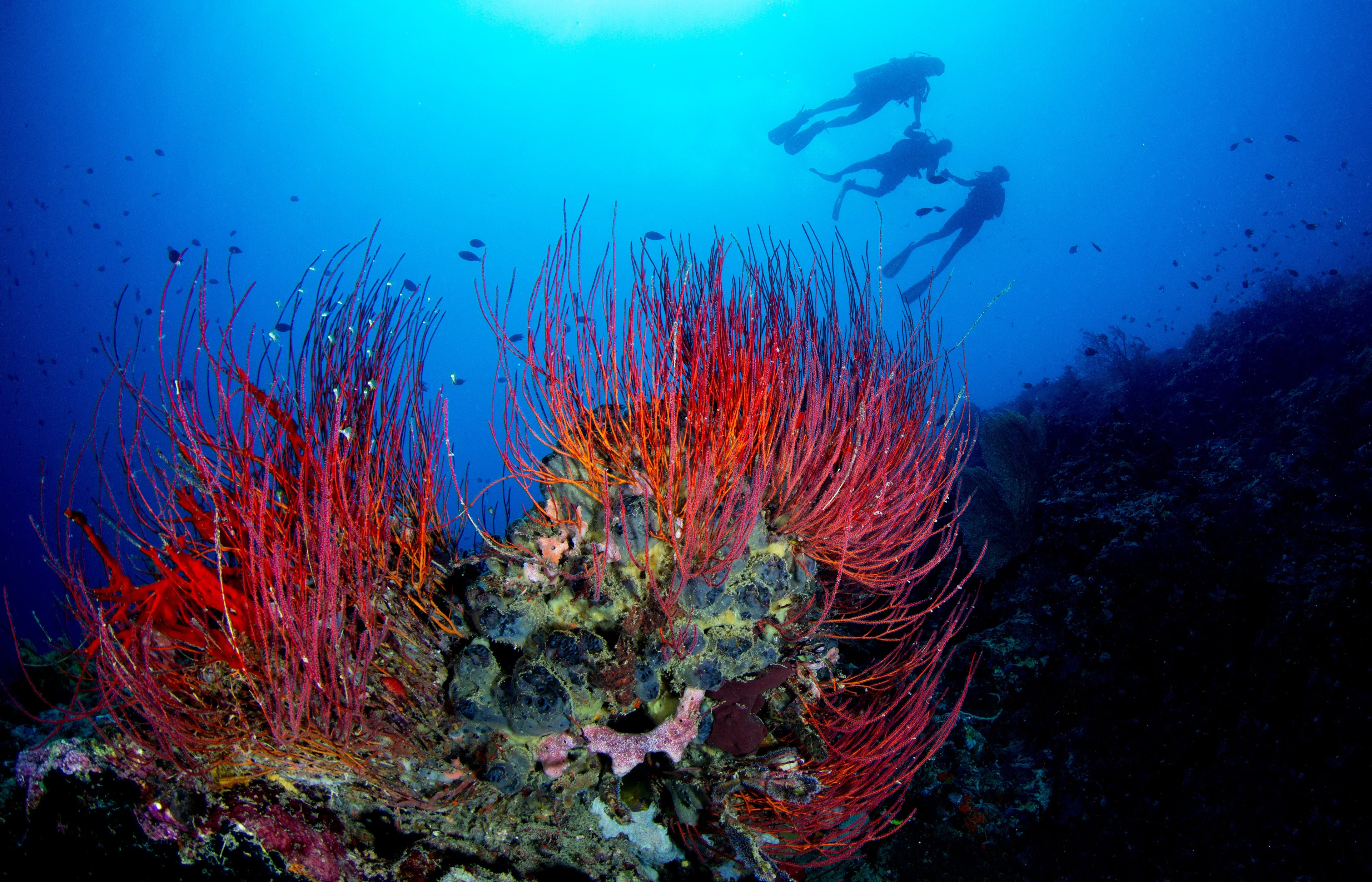 Landscape Underwater Prints