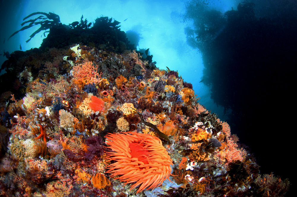 Blue Orange