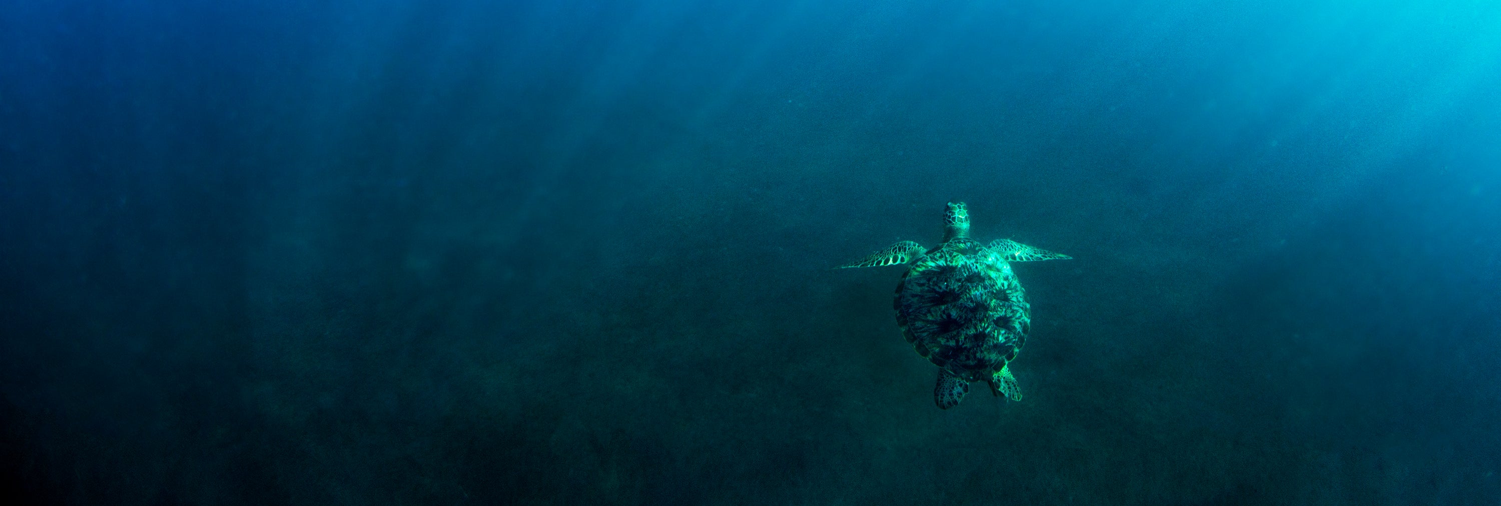Green Turtle swimming in the ocean with a blue gradient background