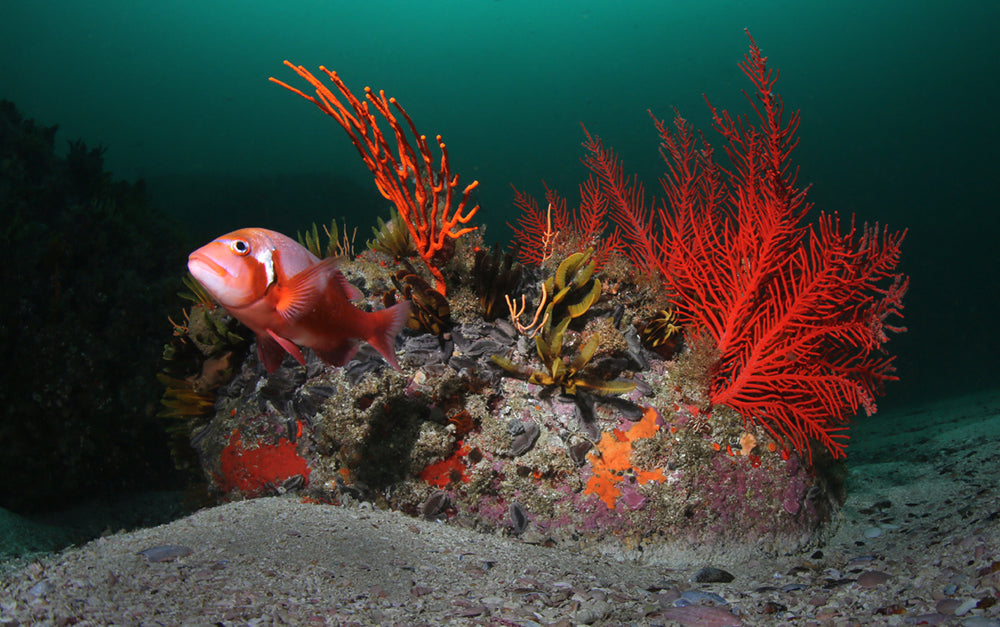 Red roman fish against hard coral sea fans.