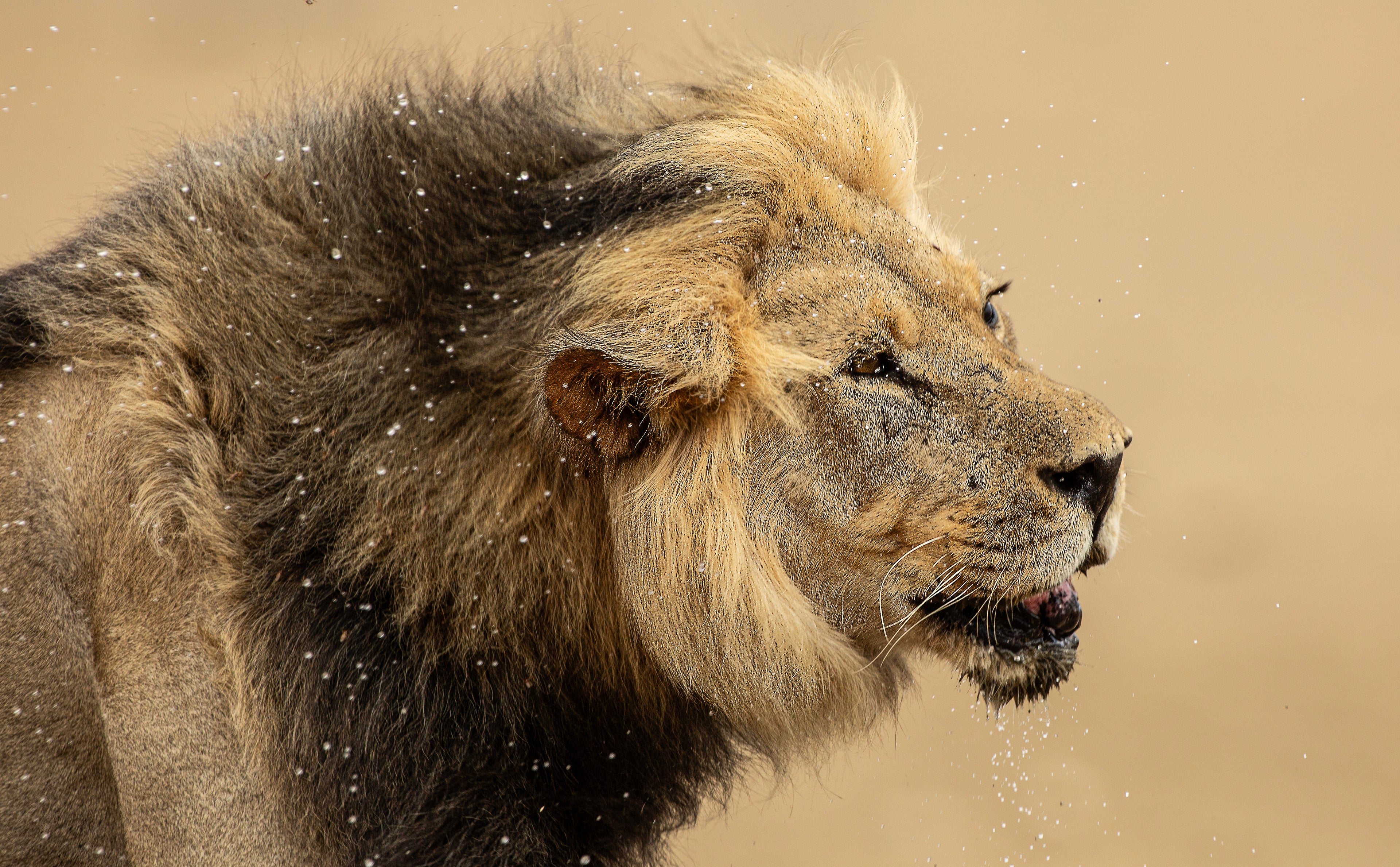 Profile of a male lion shaking water off its mane