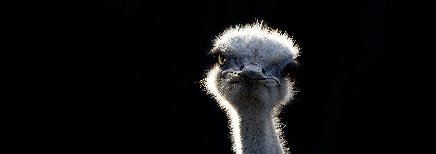 Close-up of an ostrich against a black background