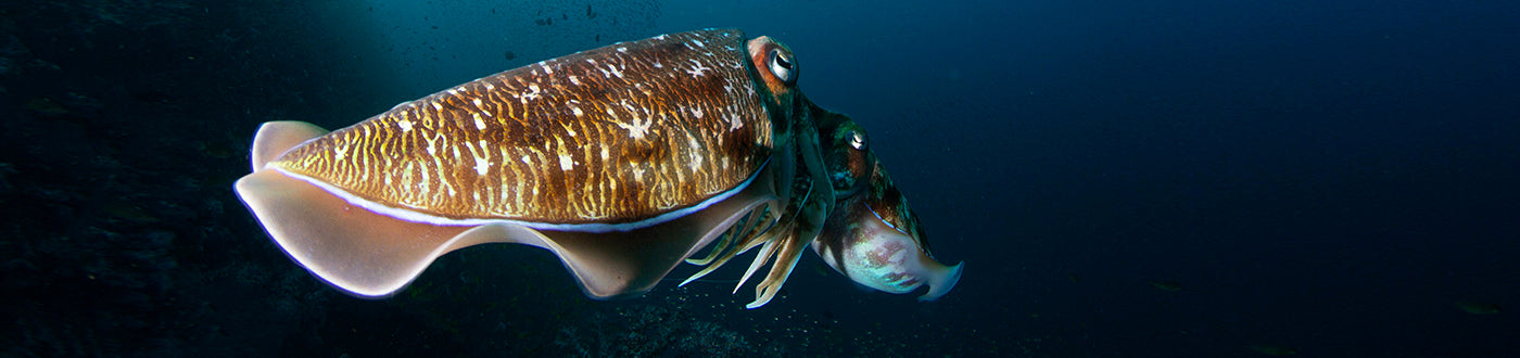 Pharoah cuttlefish swimming in the dark ocean
