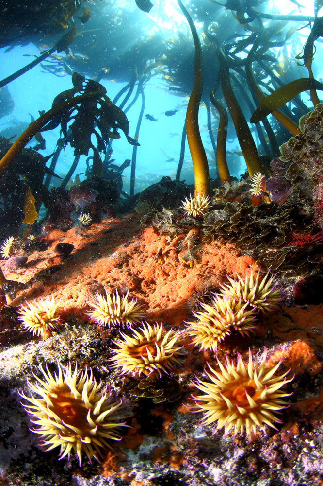 Anemone Fields