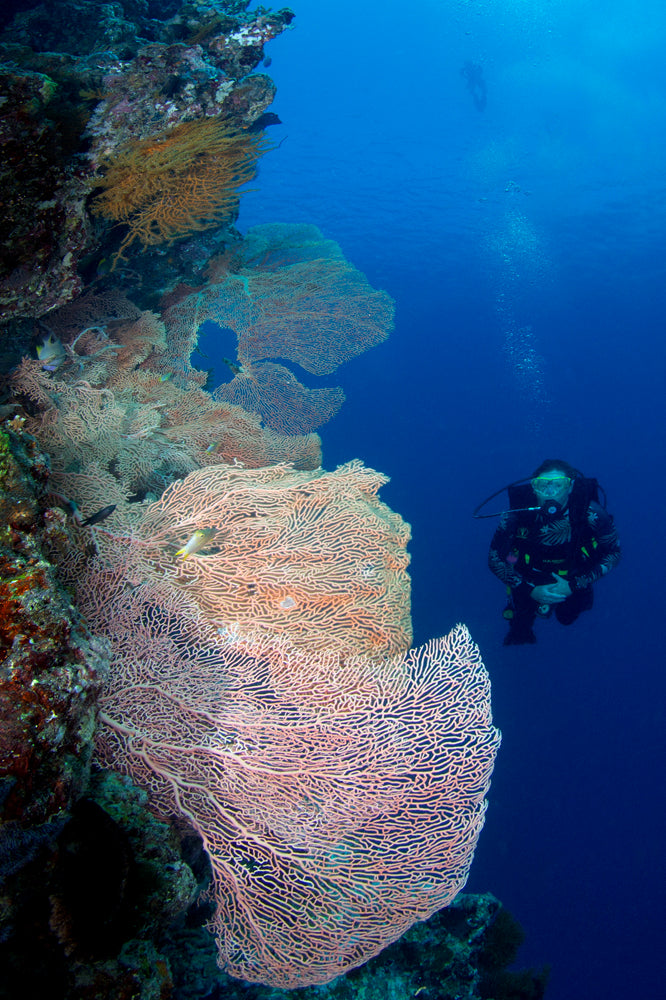 Explorer