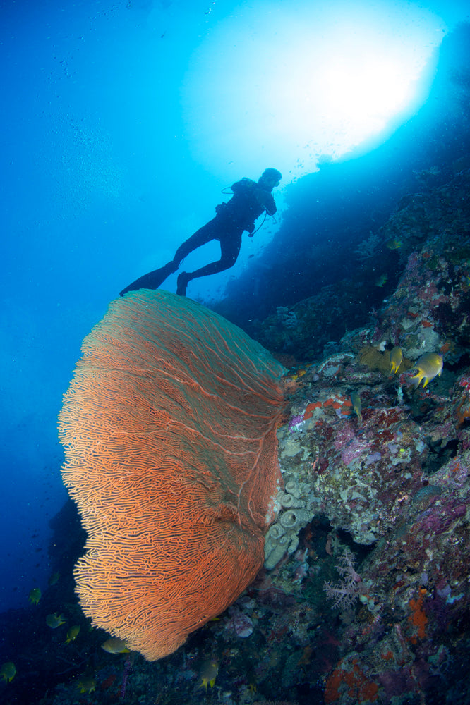 Seafan Silhouette
