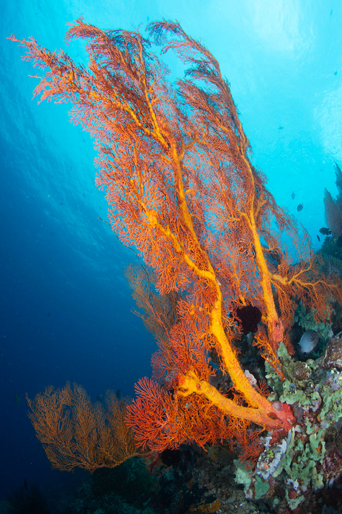 Orange and Blue