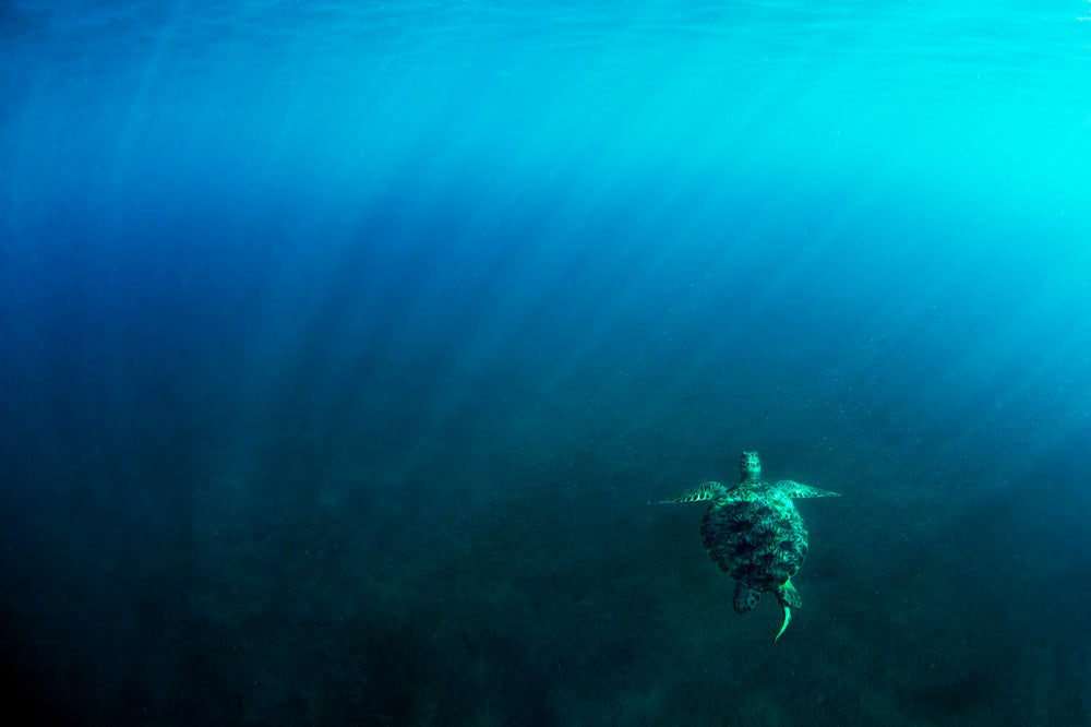 Sea Space