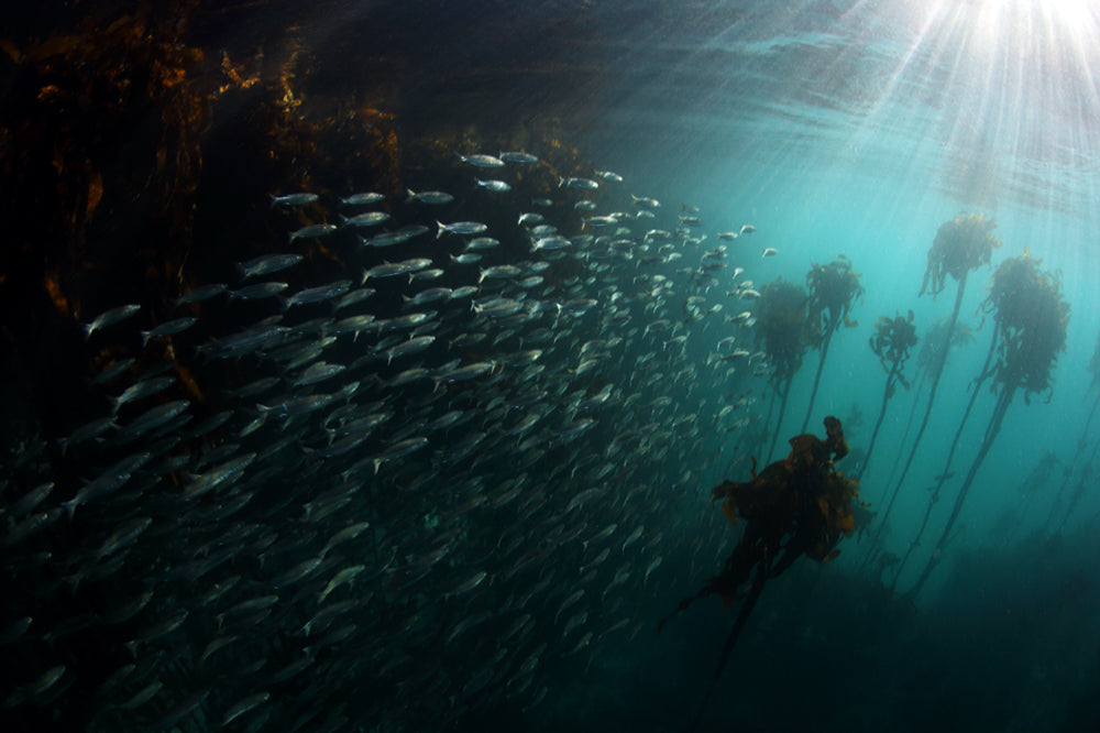 Sunlit Sardines