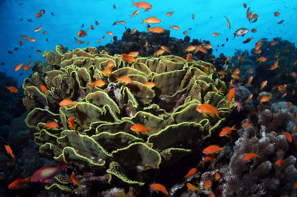 Goldies on Coral