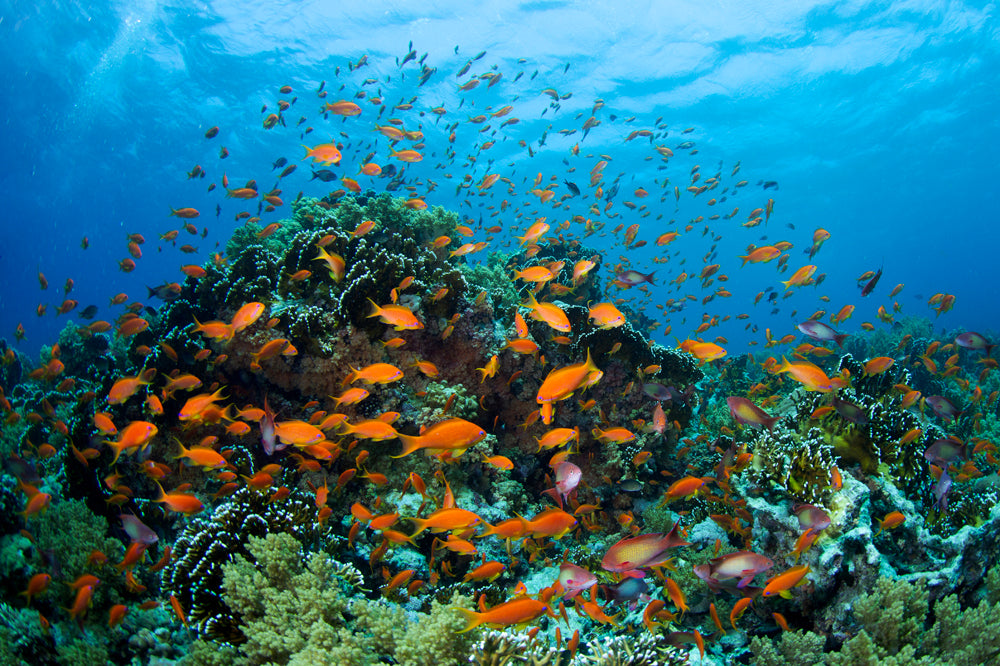 Red Sea Goldies