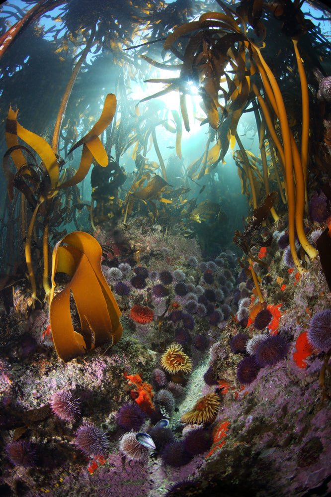 Kelpscape