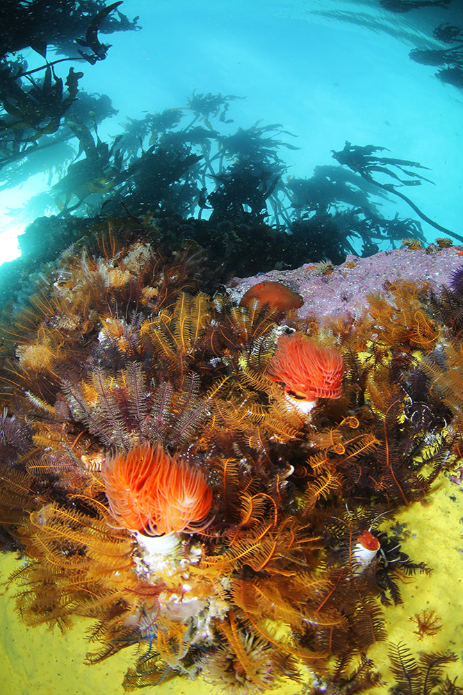 Fan worms