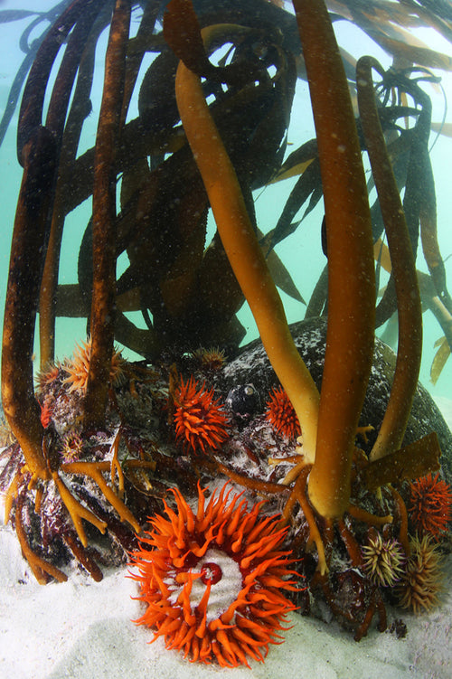 Anemone Bunch