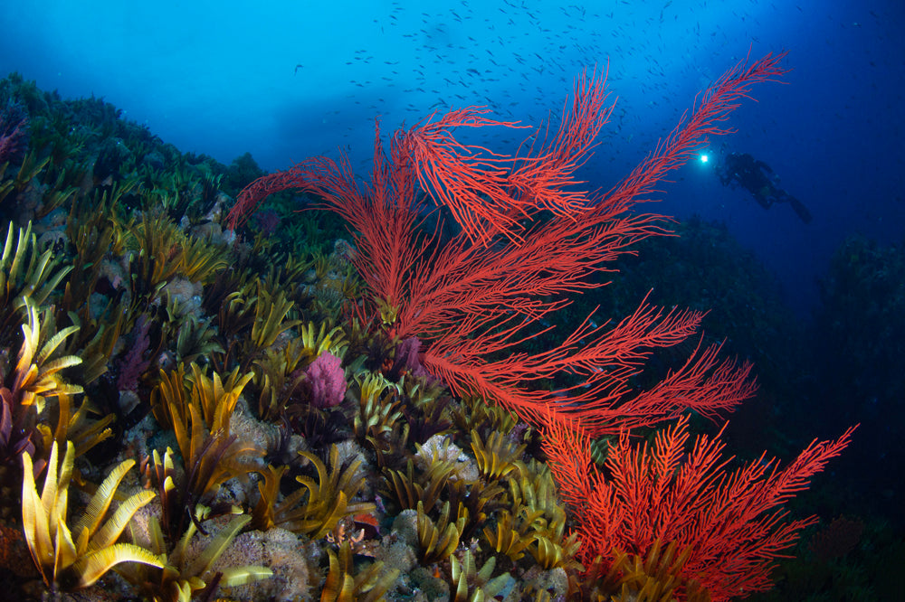 False Bay Reefscene