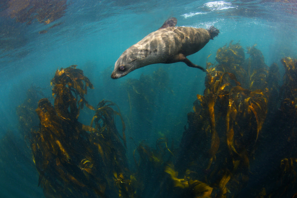 Seal Bullet