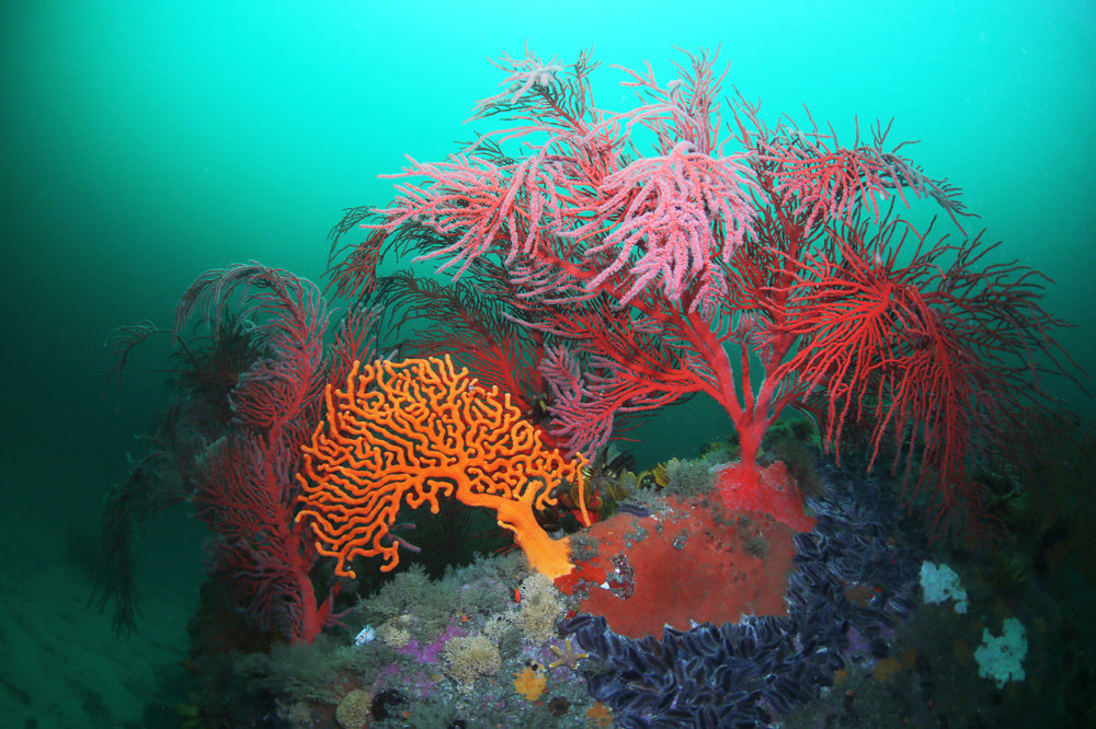 False Bay Seafans