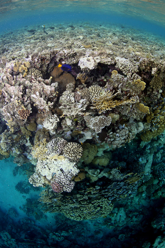 Red Sea Dropoff