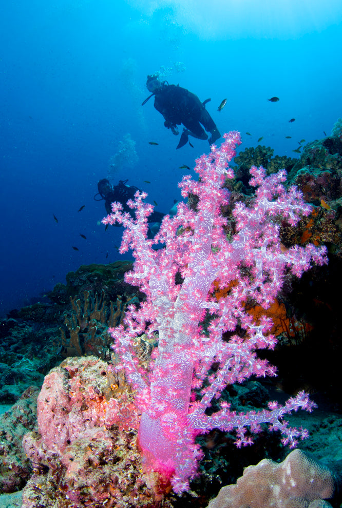 Richelieu Soft Coral