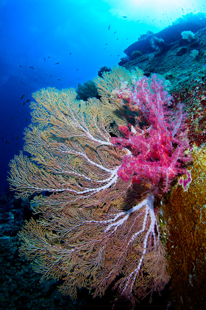 Coral Contrasts