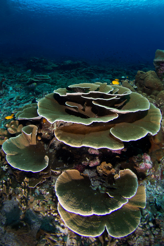 Coral Green