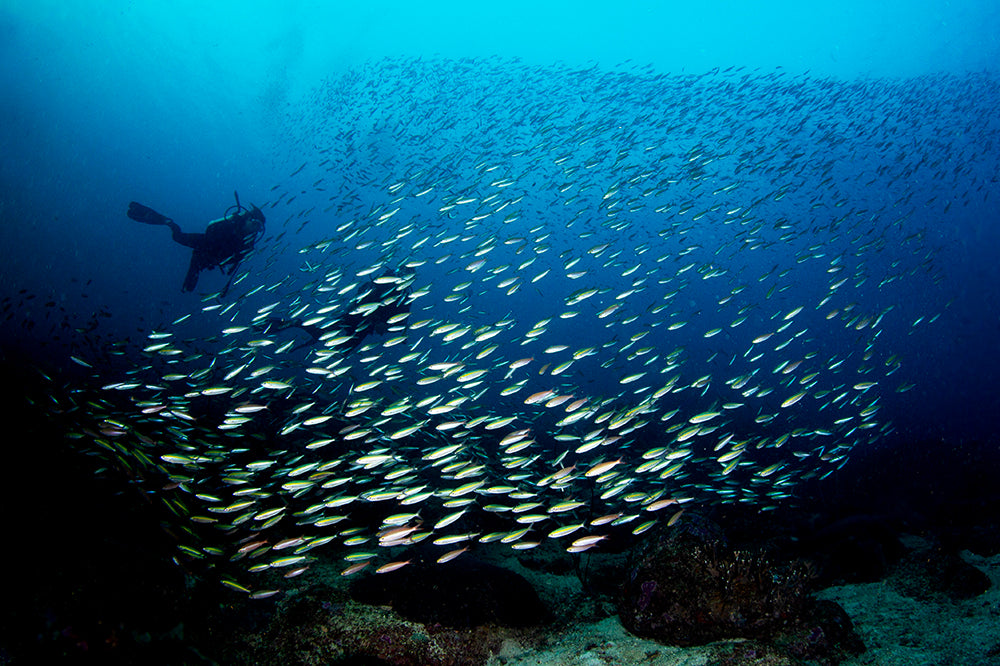 Swarm