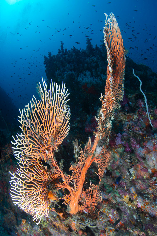 Coral Fan