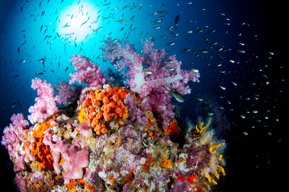 Soft Coral Kaleidoscope