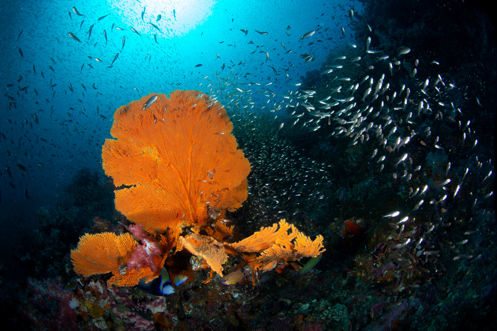 Richelieu Reefscape