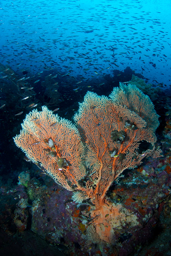 Similan Seafan