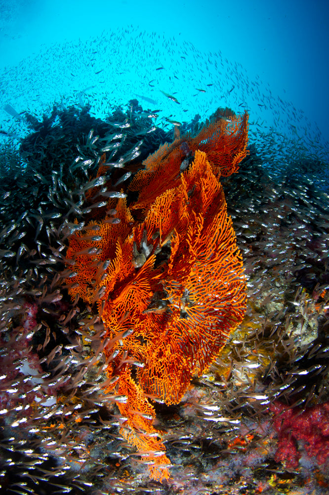 Similan ReefScene