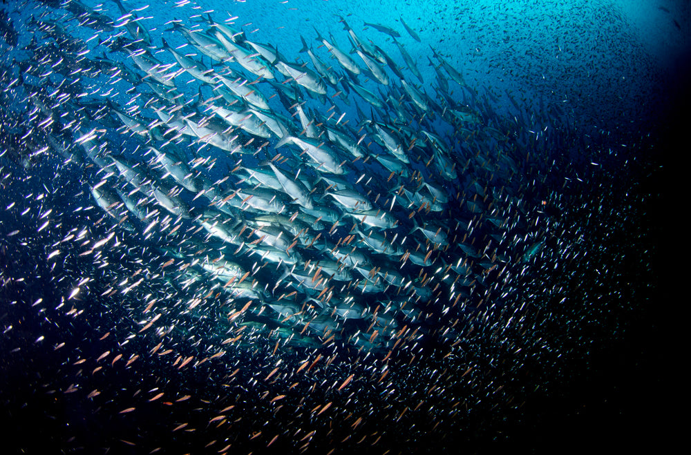 One Fish, Two Fish