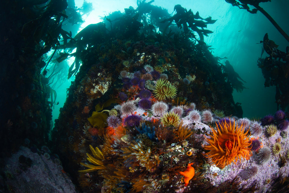 The Sea Plum