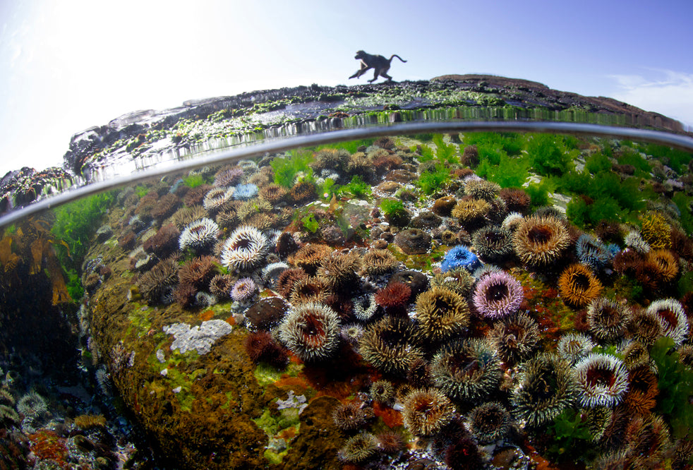 The Intertidal