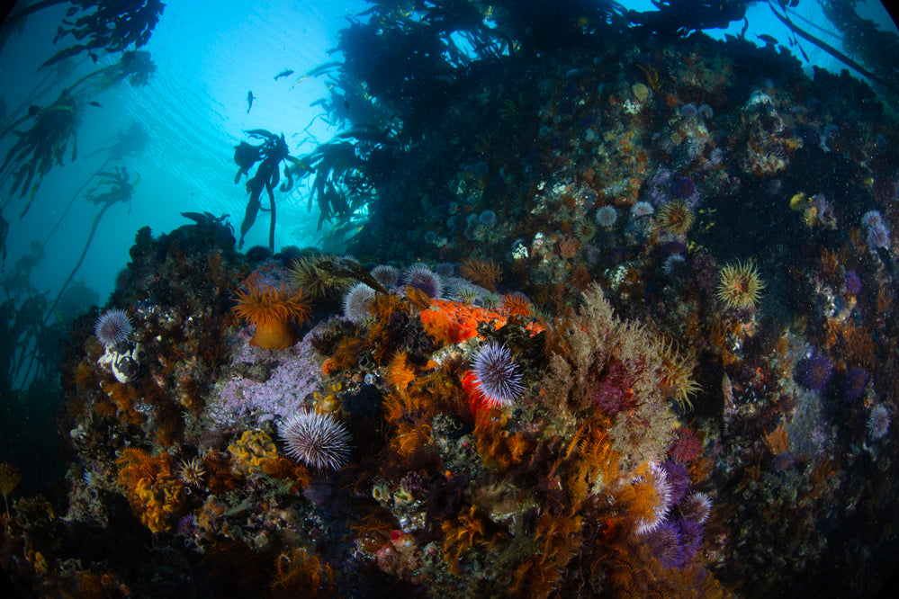Sea Jungle