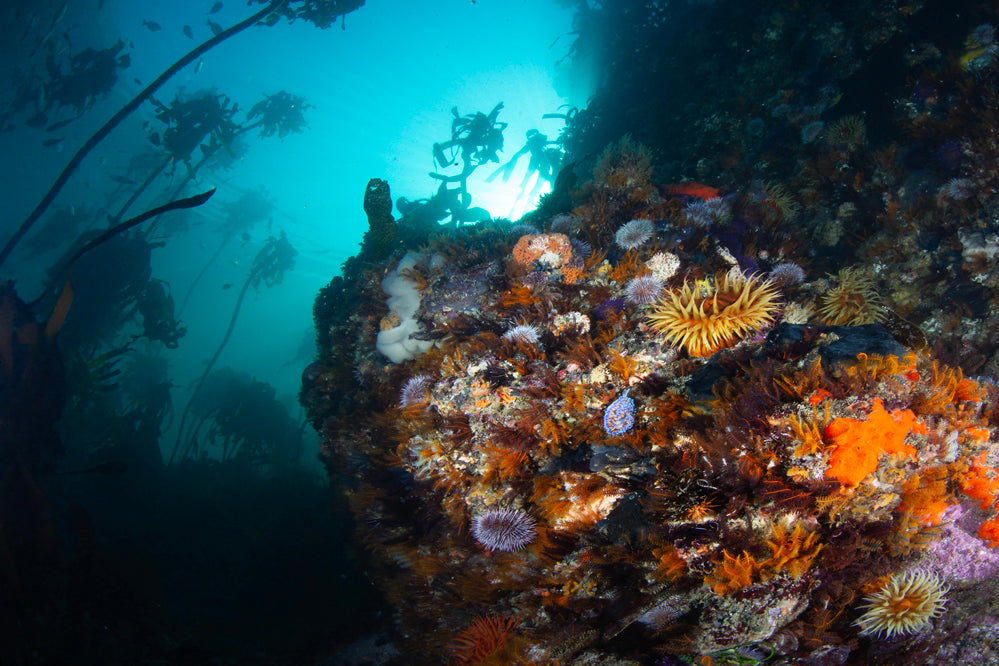 Kelp Forest Colours