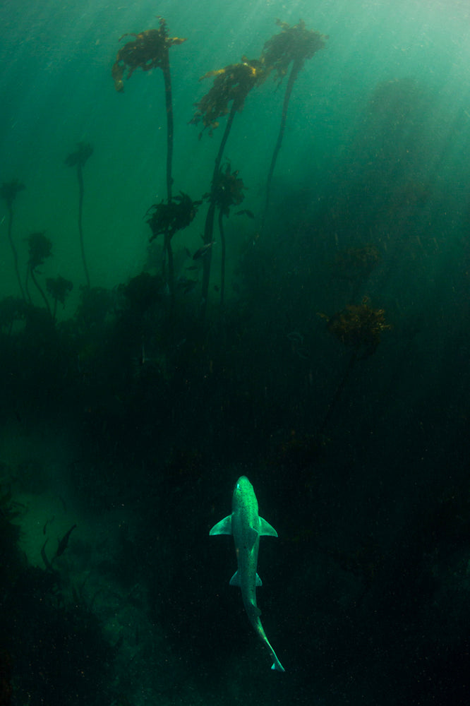 Spotted Gully Shark