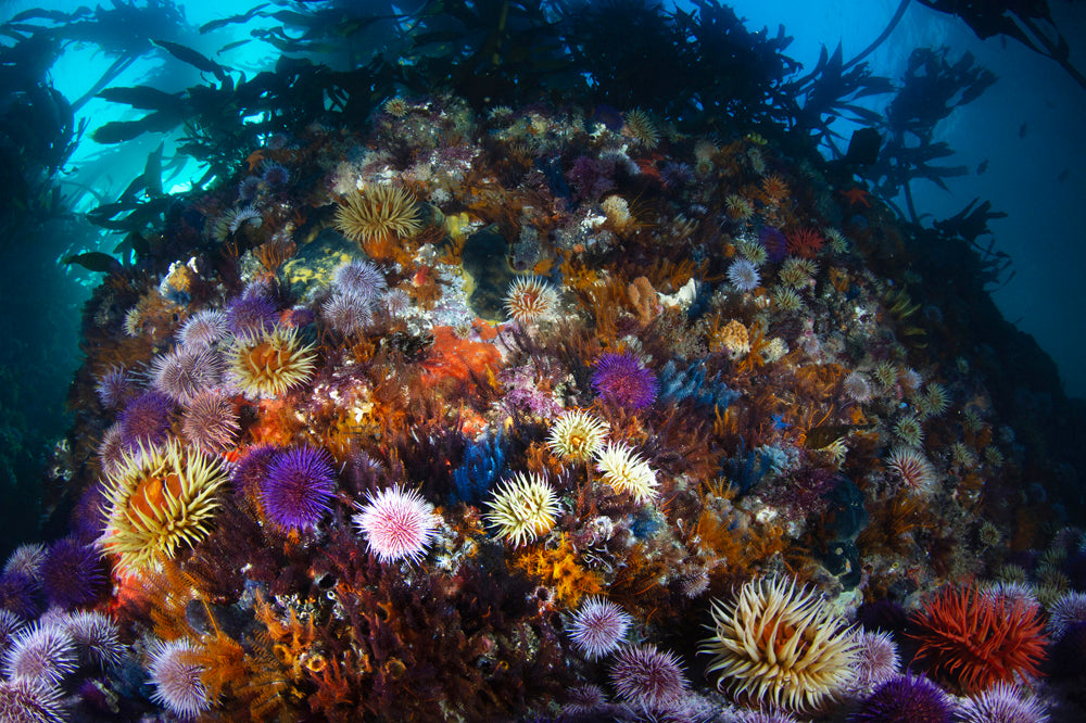 Rainbow Reef