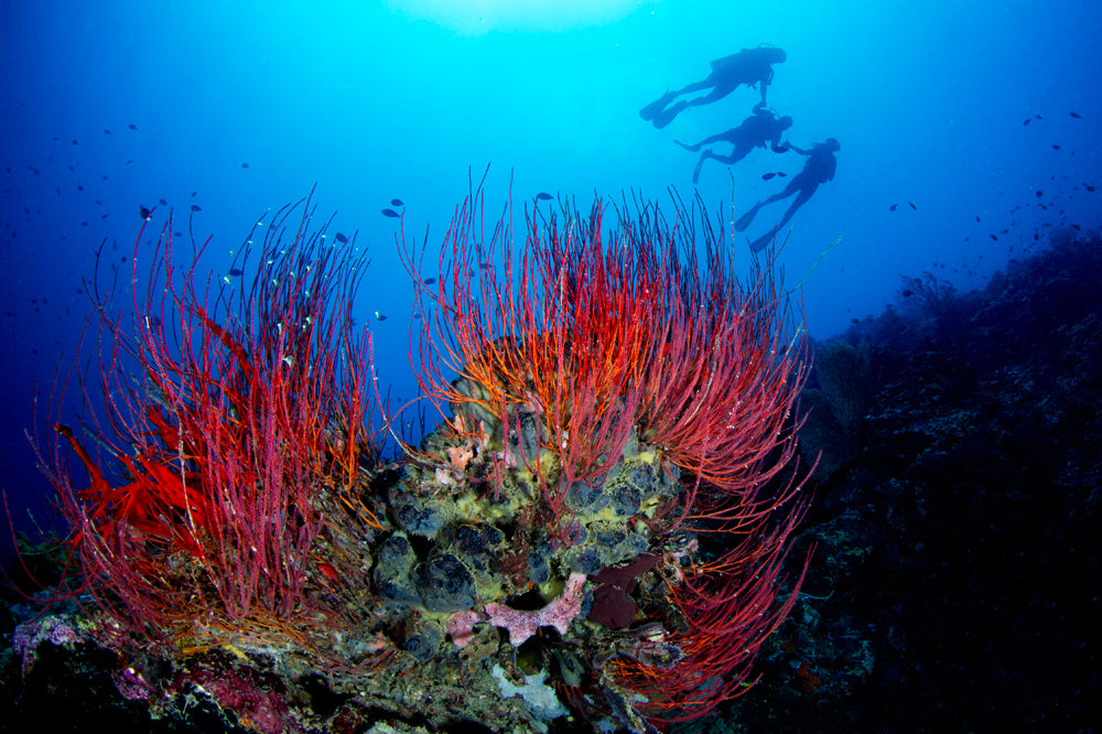The Introductory Dive