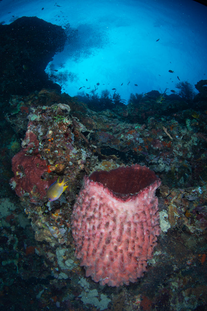 Barrel Sponge