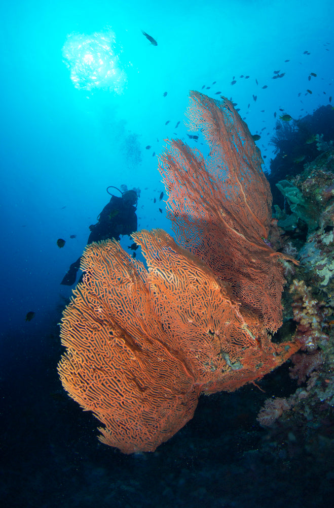 Just Diving