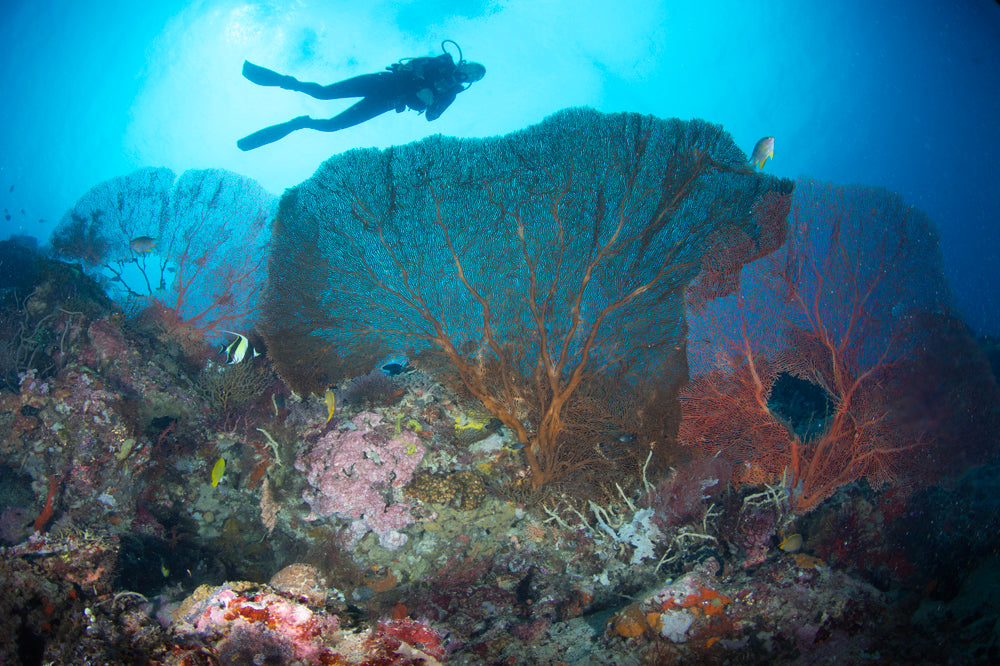 Seafantasy