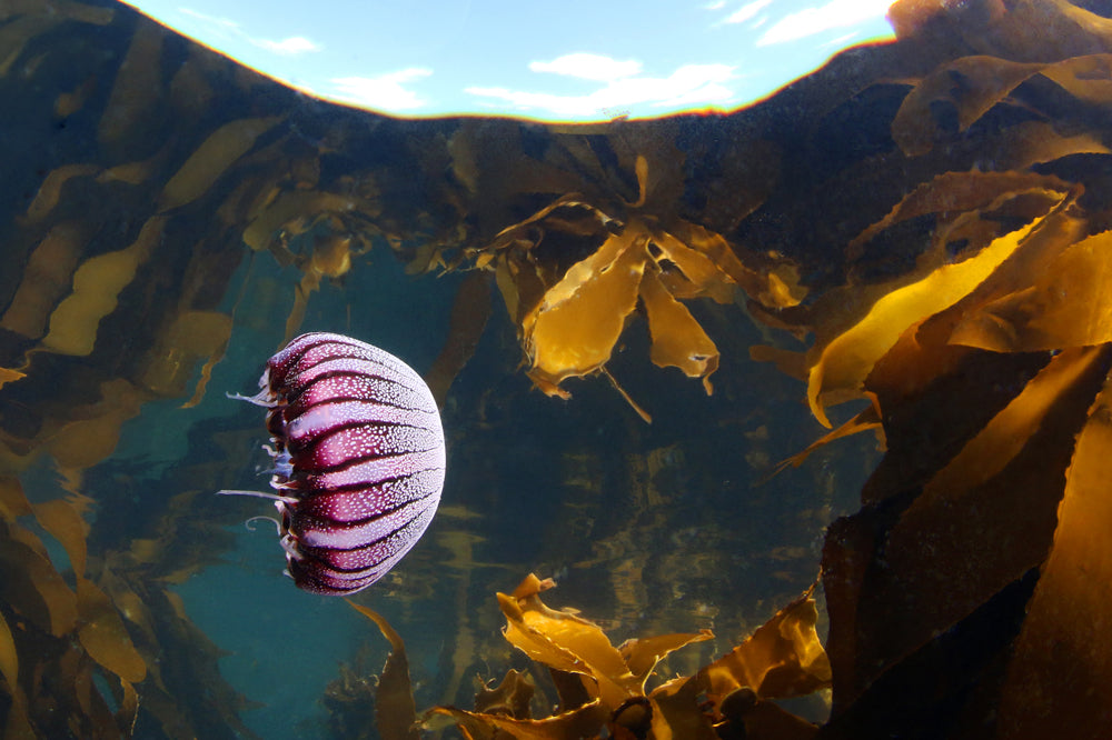 Forest Jelly