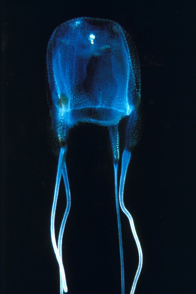 Bioluminescent box jellyfish against a black background 