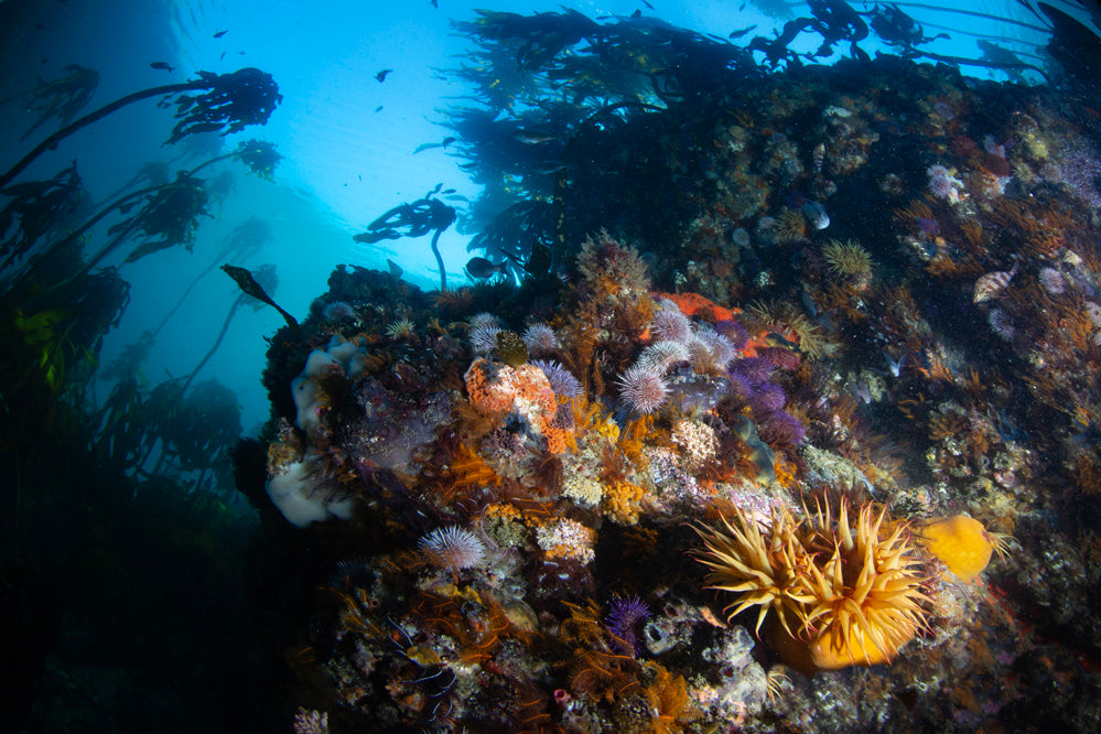 Underwater view of a temperate kelp forest reef with diverse marine life.