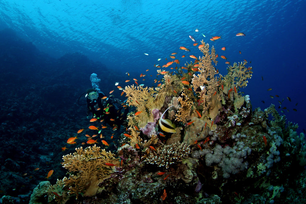 Red Sea Scene
