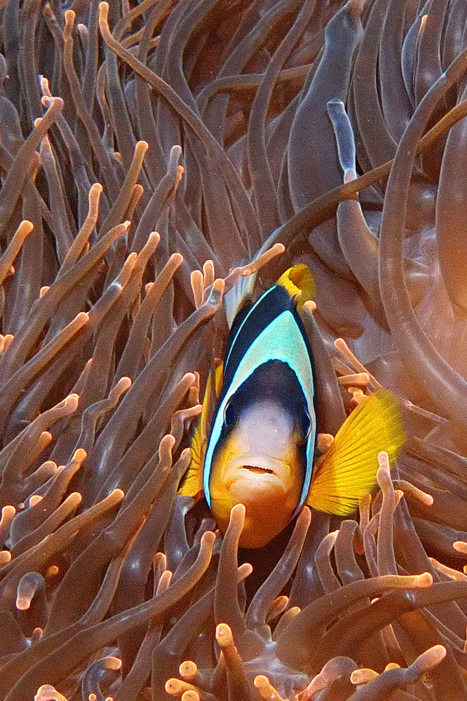 Nemofish